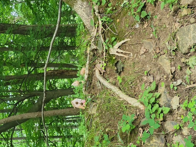 Columbia Trail, High Bridge - Hunterdon County, NJ